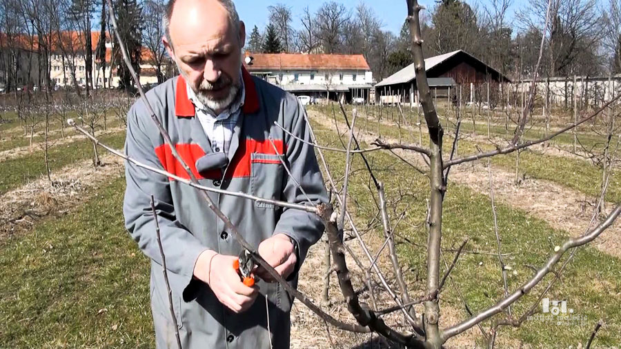 Obrezovanje sadnega drevja